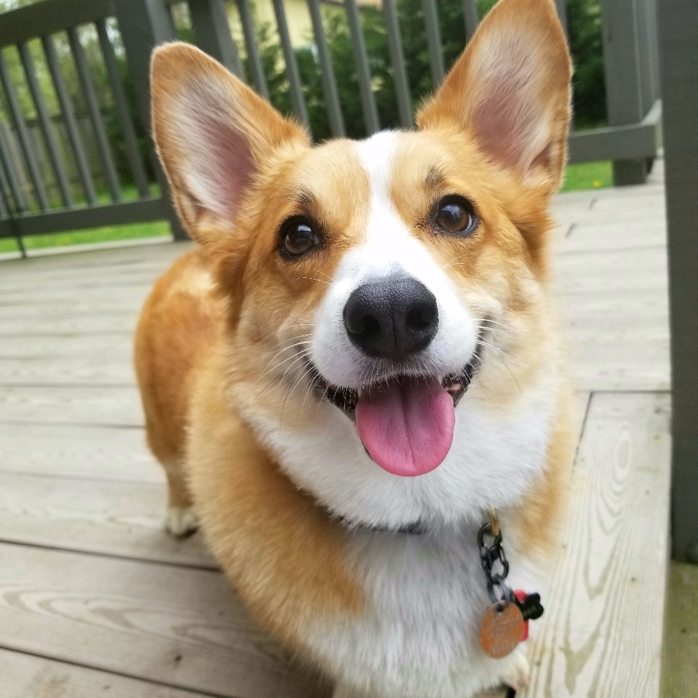 Meet your Posher, Katie